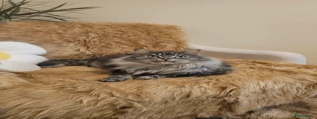 Floof