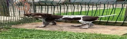 German Shorthaired Pointer dogs for sale: German Shorthaired Pointer pups for sale in Milnthorpe - Advert 11