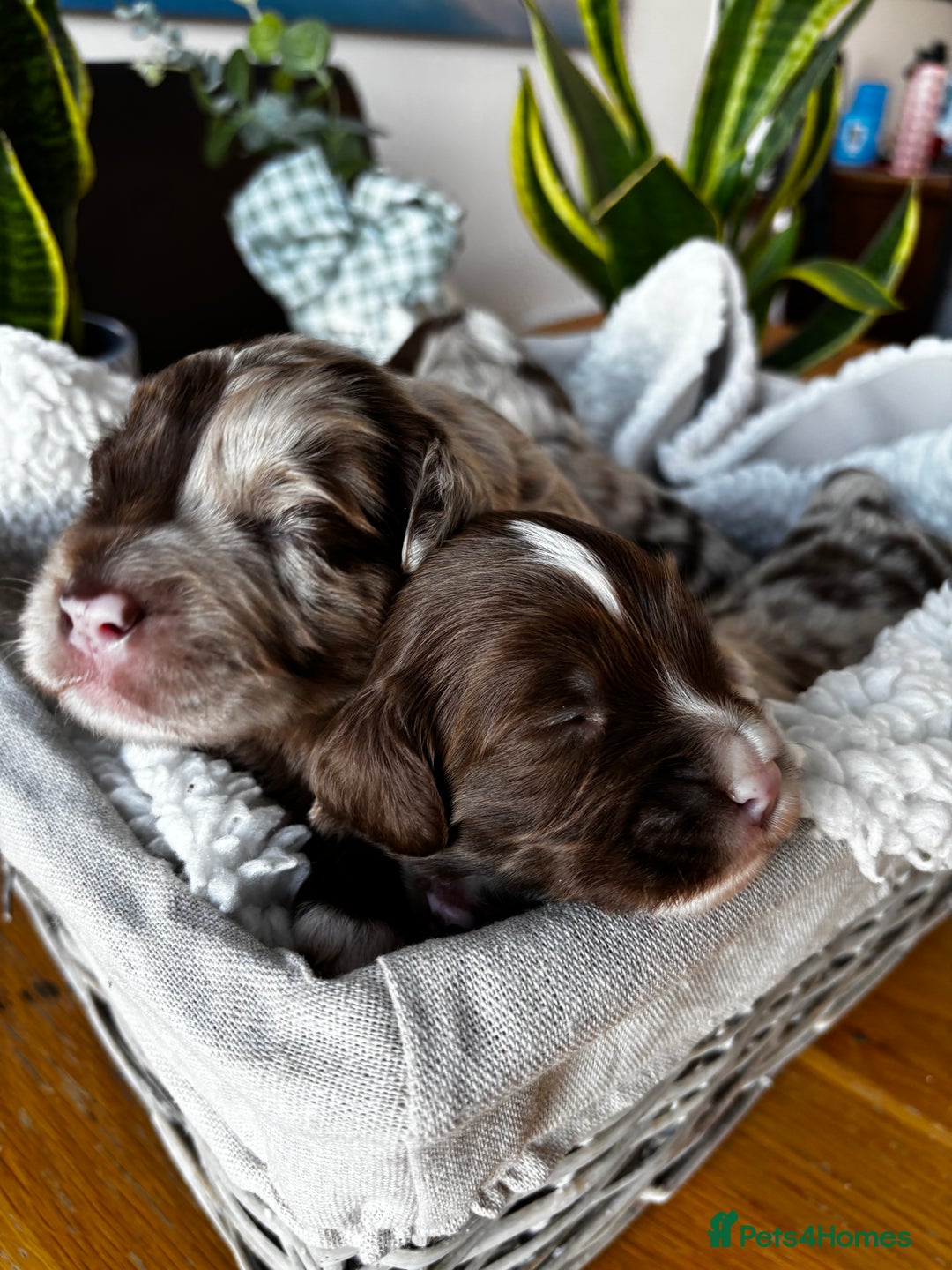 Sproodle dogs for sale: 💥 Rare Gorgeous Chocolate Merle Sproodles 🐶 - Advert 15