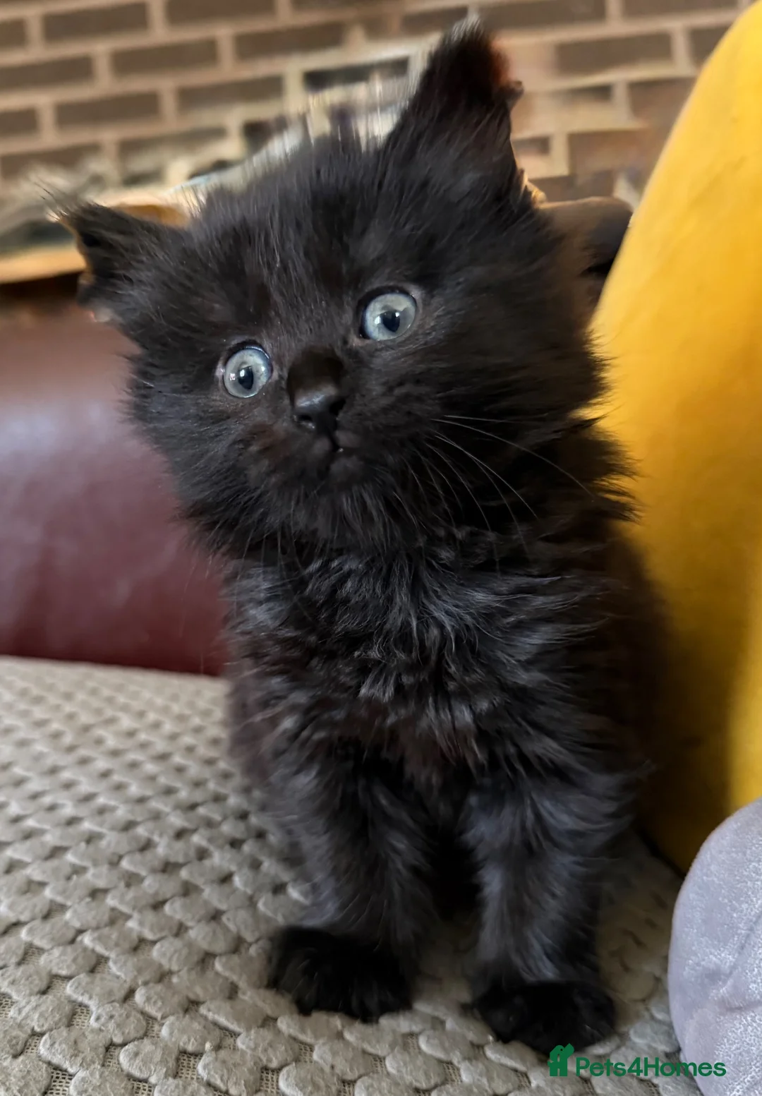 Mixed Breed cats for sale: Two beautiful kittens looking for their new homes in Newquay - Advert 2