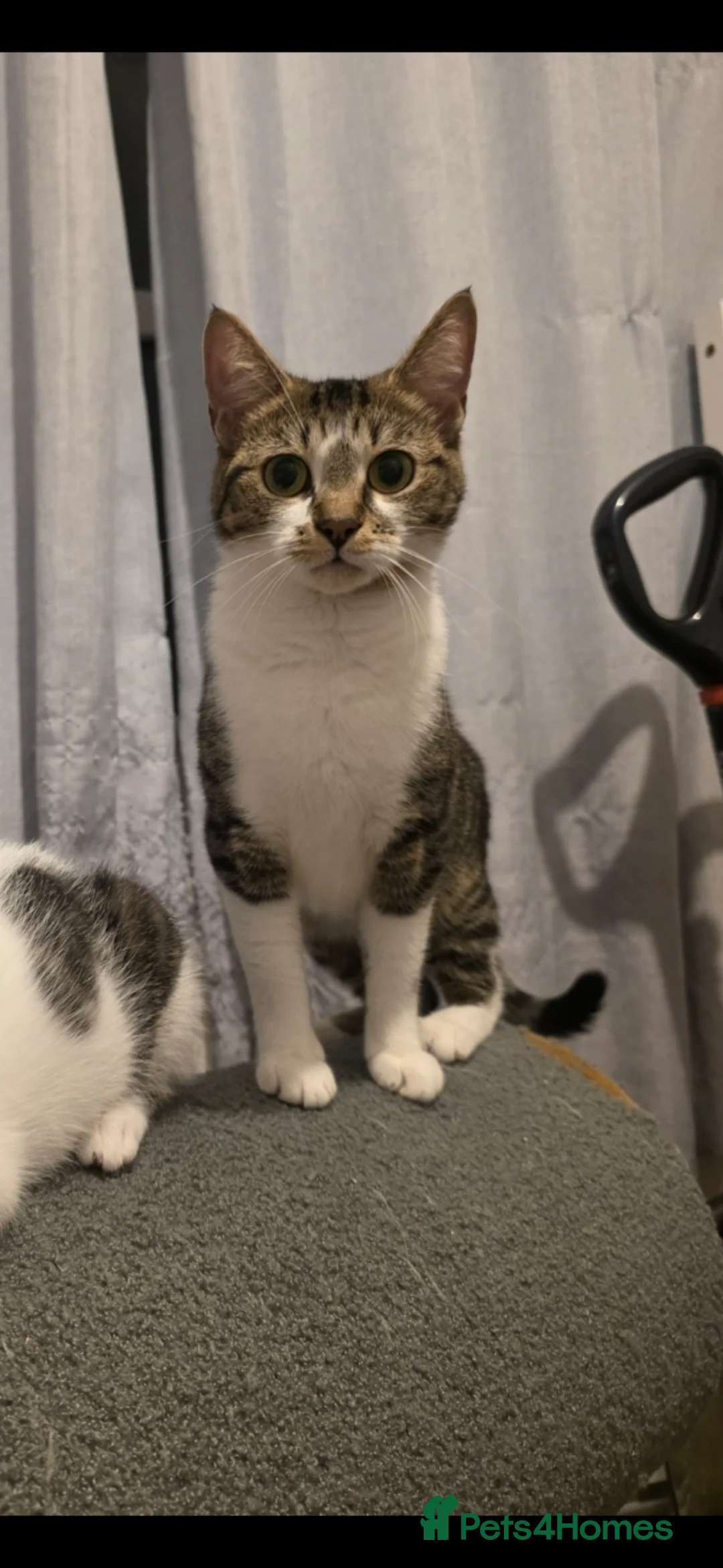 Mixed Breed cats for sale: Beautiful brother and sisters ready for new homes - Advert 2