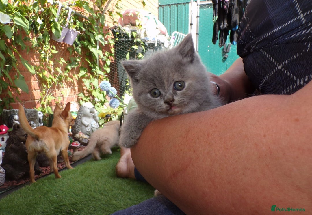 British Shorthair cats for sale: ✨️ Fun Loving Furball BSH Kittens ✨️ - Image 3