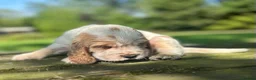 Cocker Spaniel dogs for sale: Cocker Spaniel Show Type - Advert 25