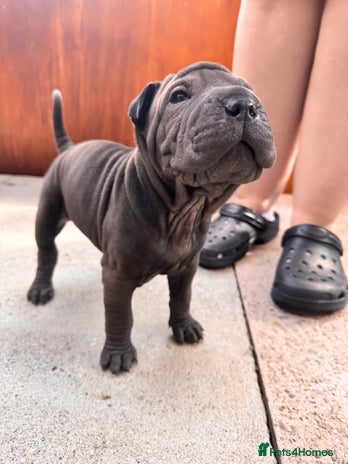 Shar Pei dogs - Advert 2