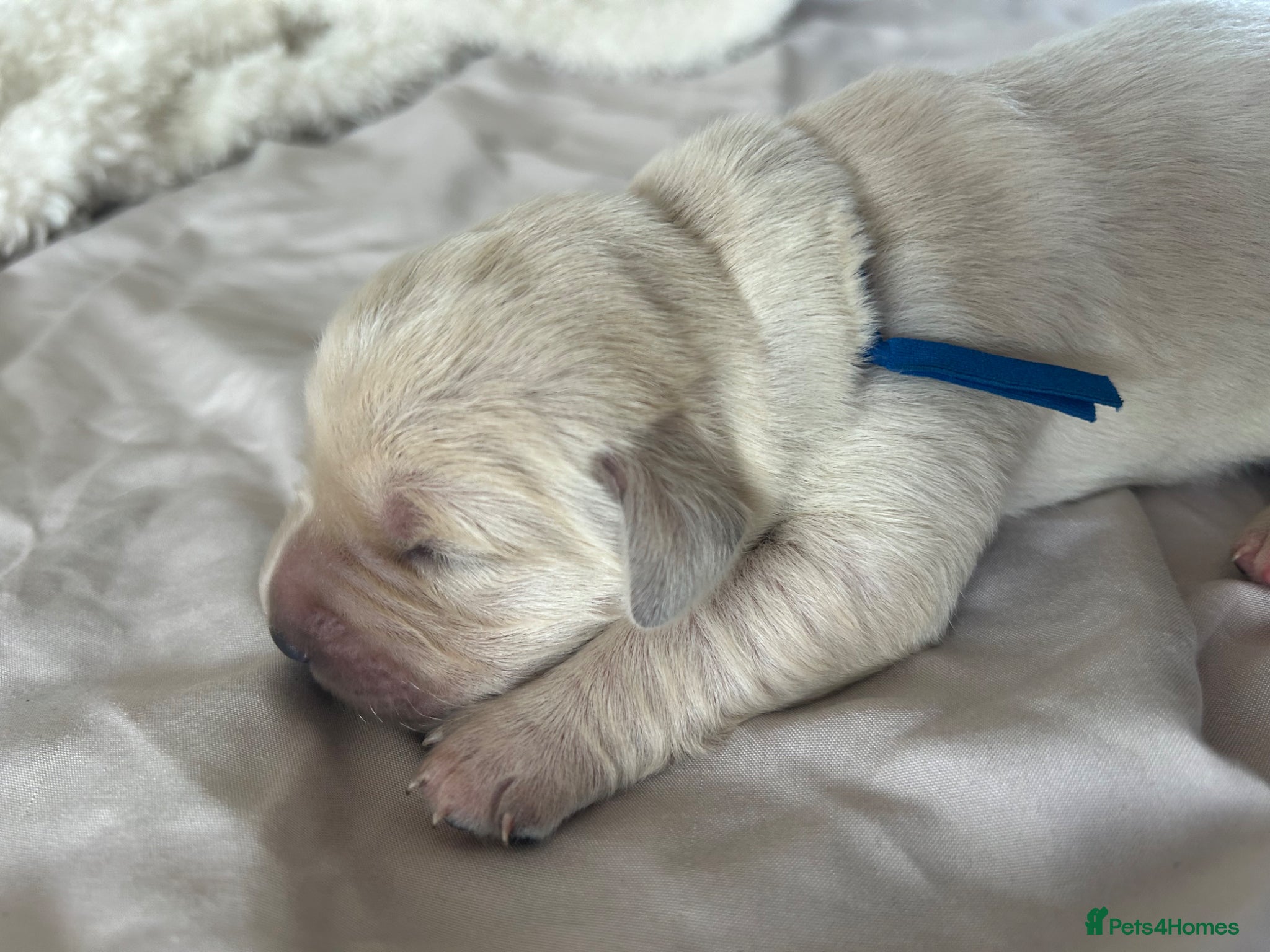 Goldador dogs Labrador Retriver FCI x Golden Retriver champion - Advert 14