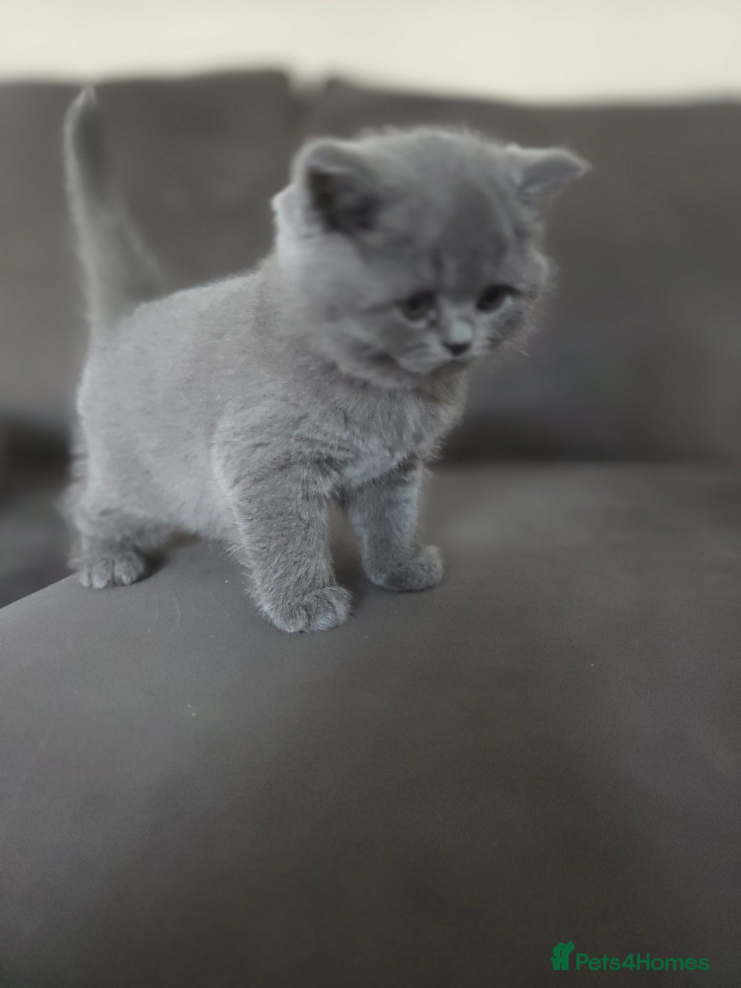 British Shorthair cats for sale: Gccf registered blue British shorthair boy left  - Advert 4