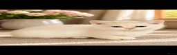 Scottish Fold cats for sale: Charming Scottish Straights and  Fold available. - Advert 19