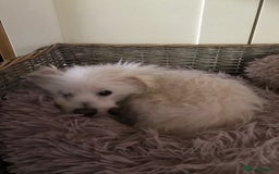 Coton De Tulear dogs for adoption: Dear little Will - Image 2