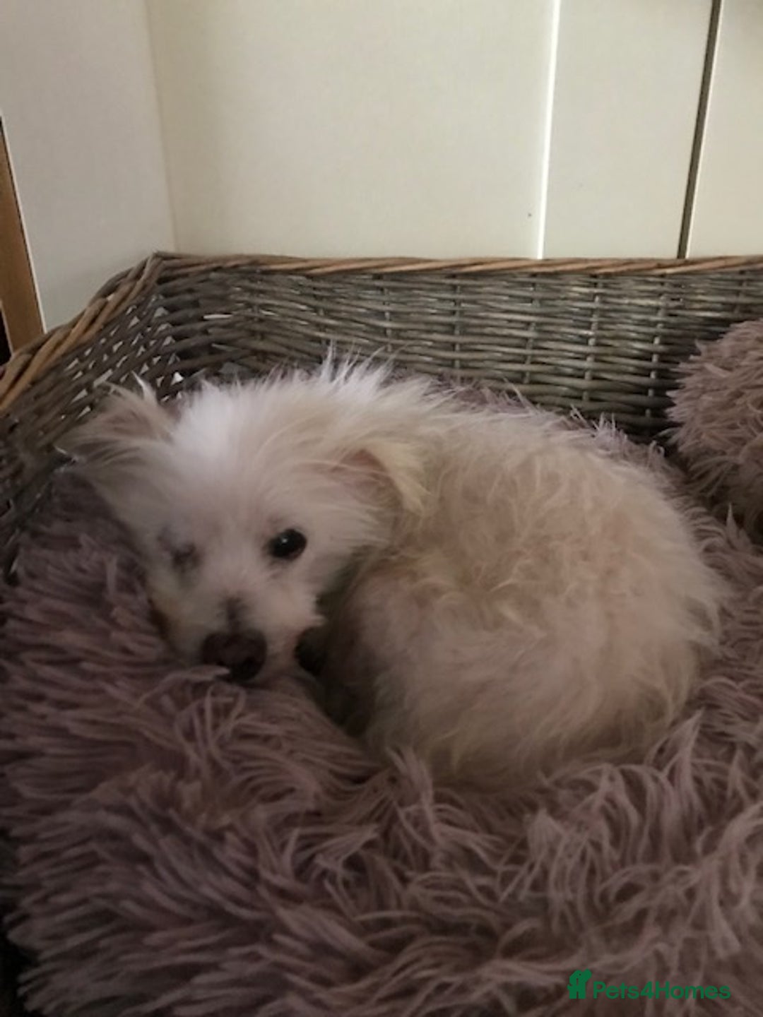 Coton De Tulear dogs for adoption: Dear little Will - Image 2