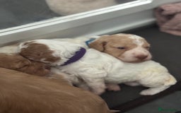 Cockapoo dogs for sale: Cockapoo puppies  - Image 9