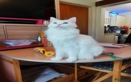 Ragdoll cats for sale: Stunning Ragdoll kittens super affectionate  - Image 28