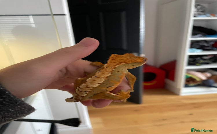 Gecko reptiles - Advert 1