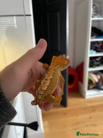 Gecko reptiles - Advert 4