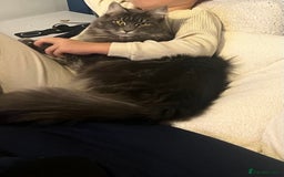 Maine Coon cats for sale: Beautiful Maine coon female - Image 2