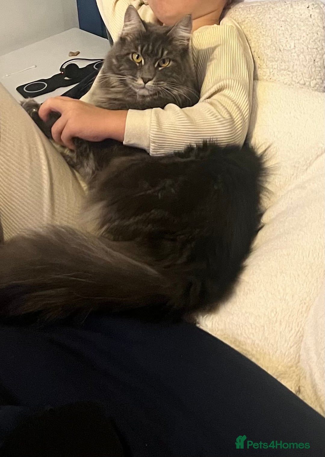 Maine Coon cats for sale: Beautiful Maine coon female - Image 2