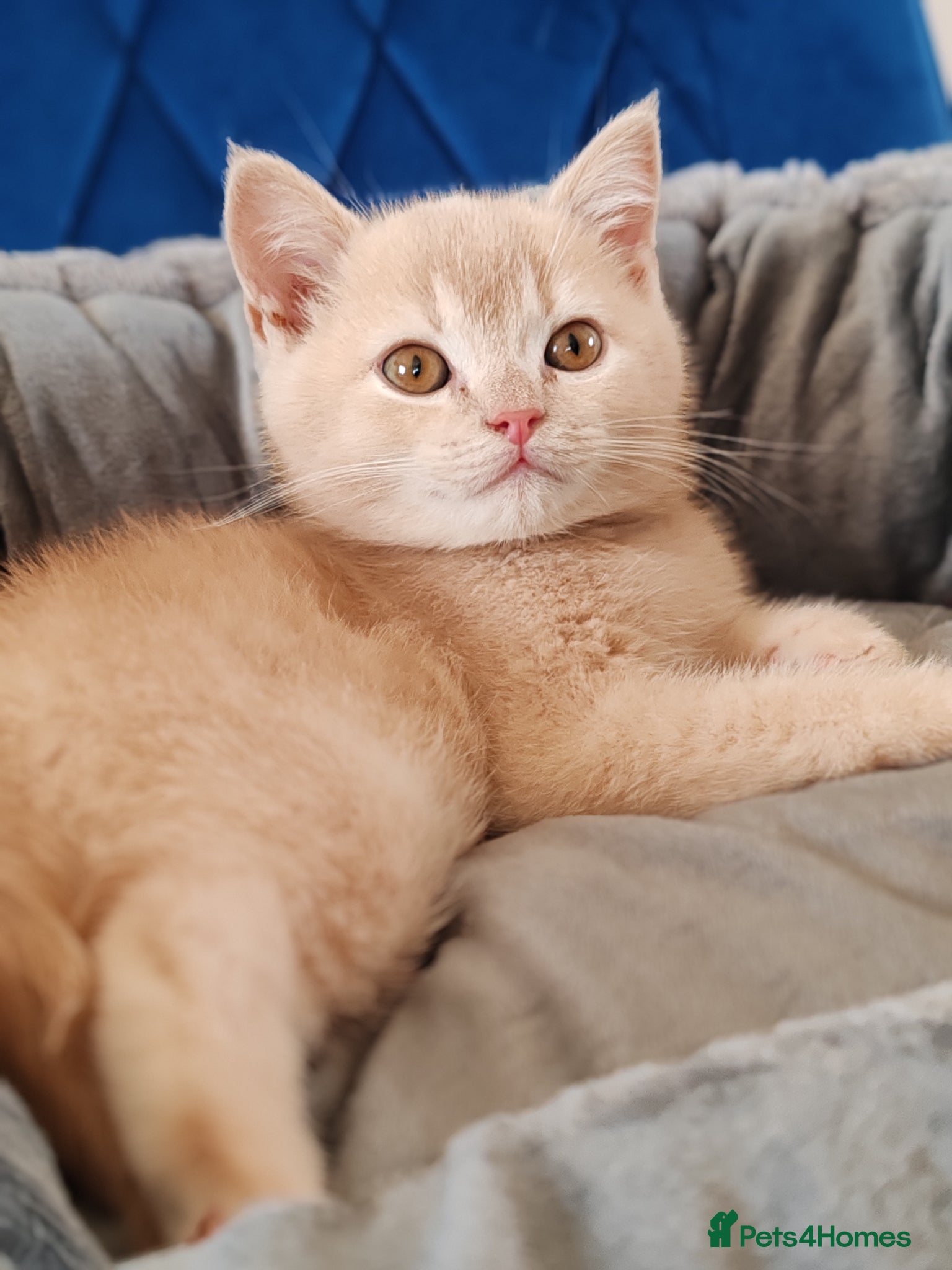 Scottish Fold cats Scottish fold x BSH kittens - Advert 2