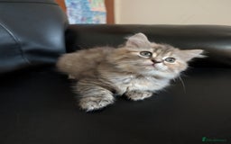 Mixed Breed cats for sale: Fluffy British Shorthair Mix Female Kitten  - Image 3