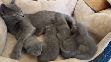 Russian Blue cats - Advert 1