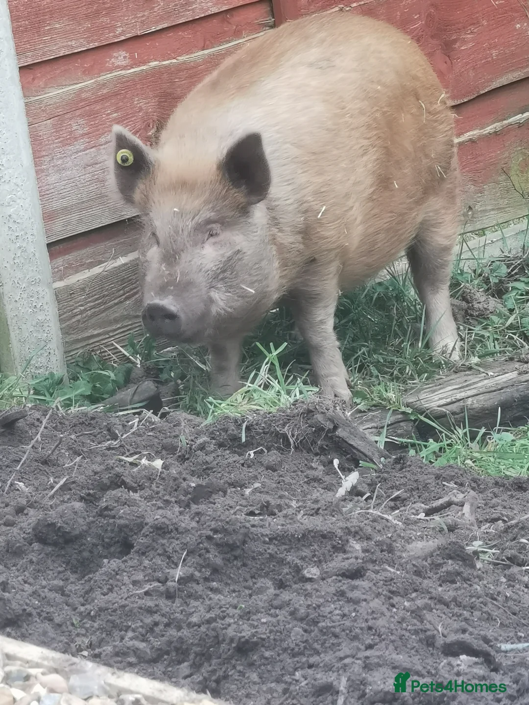 Pig livestock for sale: Daphney  - Advert 3