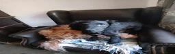 Cockapoo dogs for sale:  Cockerpoo f2 Last little girl. - Advert 11