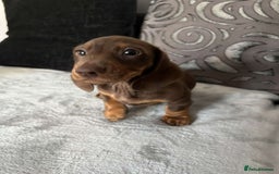 Miniature Dachshund dogs for sale: Smooth haired miniature dachshund  - Image 11
