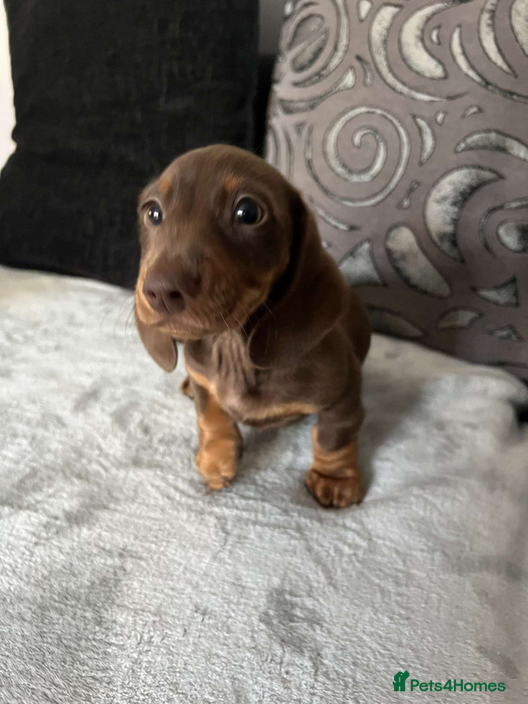 Miniature Dachshund dogs for sale: Smooth haired miniature dachshund  - Image 11
