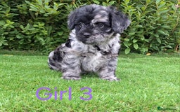 French Bulldog dogs for sale: French Bulldog Froodle Puppies  - Image 29