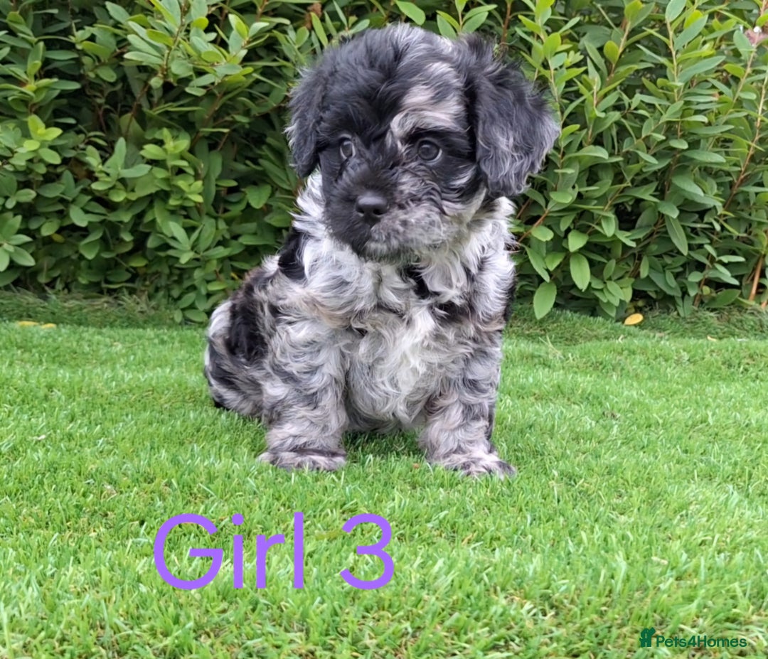 French Bulldog dogs for sale: French Bulldog Froodle Puppies  - Image 29