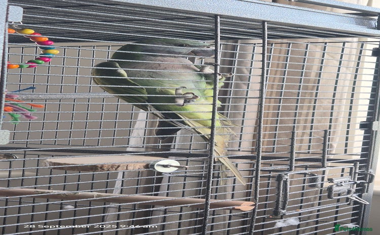 Parakeets birds - Advert 9