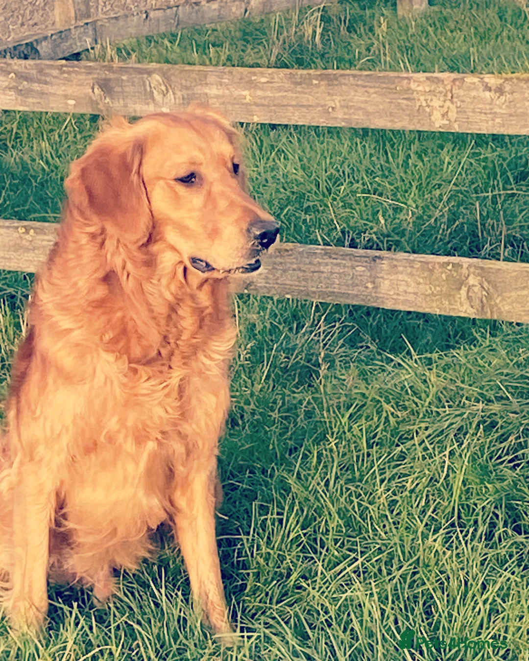 Golden Retriever dogs for stud: Angus Golden Retriever stud dog in Pickering - Advert 3