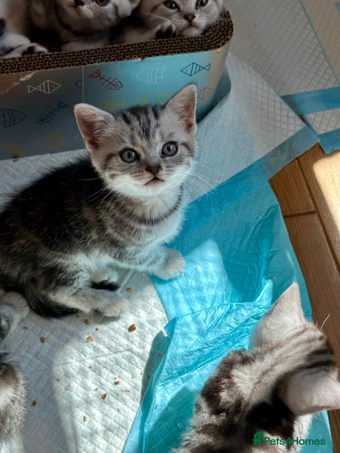 British Shorthair cats for sale: Gorgeous British Shorthair Babies.  - Image 9