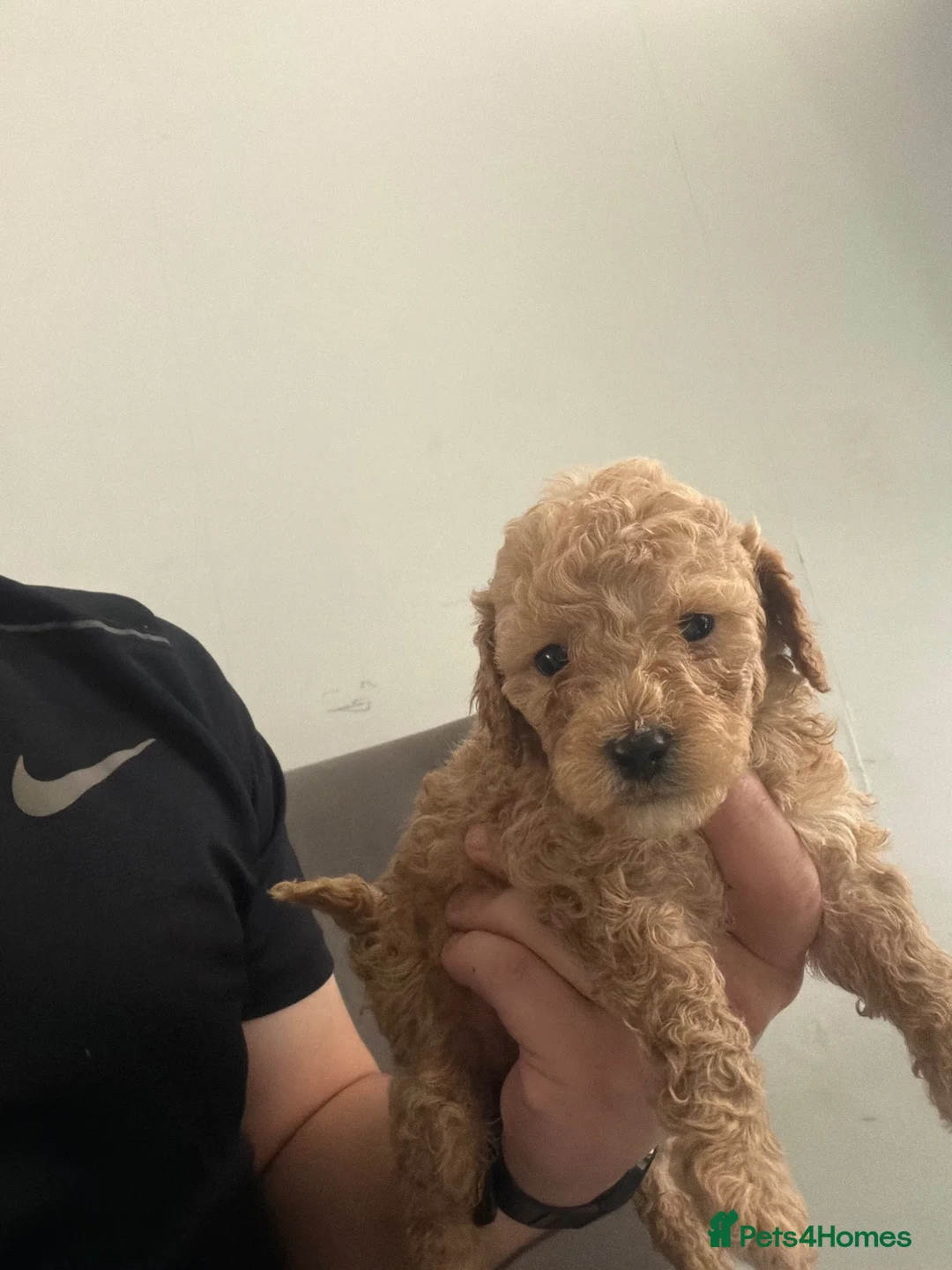 Poochon dogs for sale: F1 poochons  in Runcorn - Advert 2