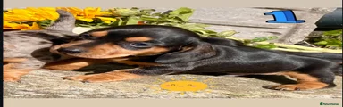 Miniature Dachshund 1