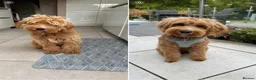 Goldendoodle dogs for sale: Australian Labradoodles - GIRLS Red / White Tux - Advert 25