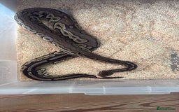 Python Snake reptiles for sale: Cinnamon pastel 66%het ghost 50%het pied Male  - Image 1