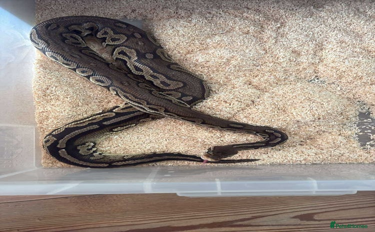 Python Snake reptiles - Advert 4