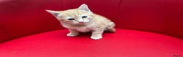 Mixed Breed cats for sale: Ginger Boy looking for a loving home. - Advert 5