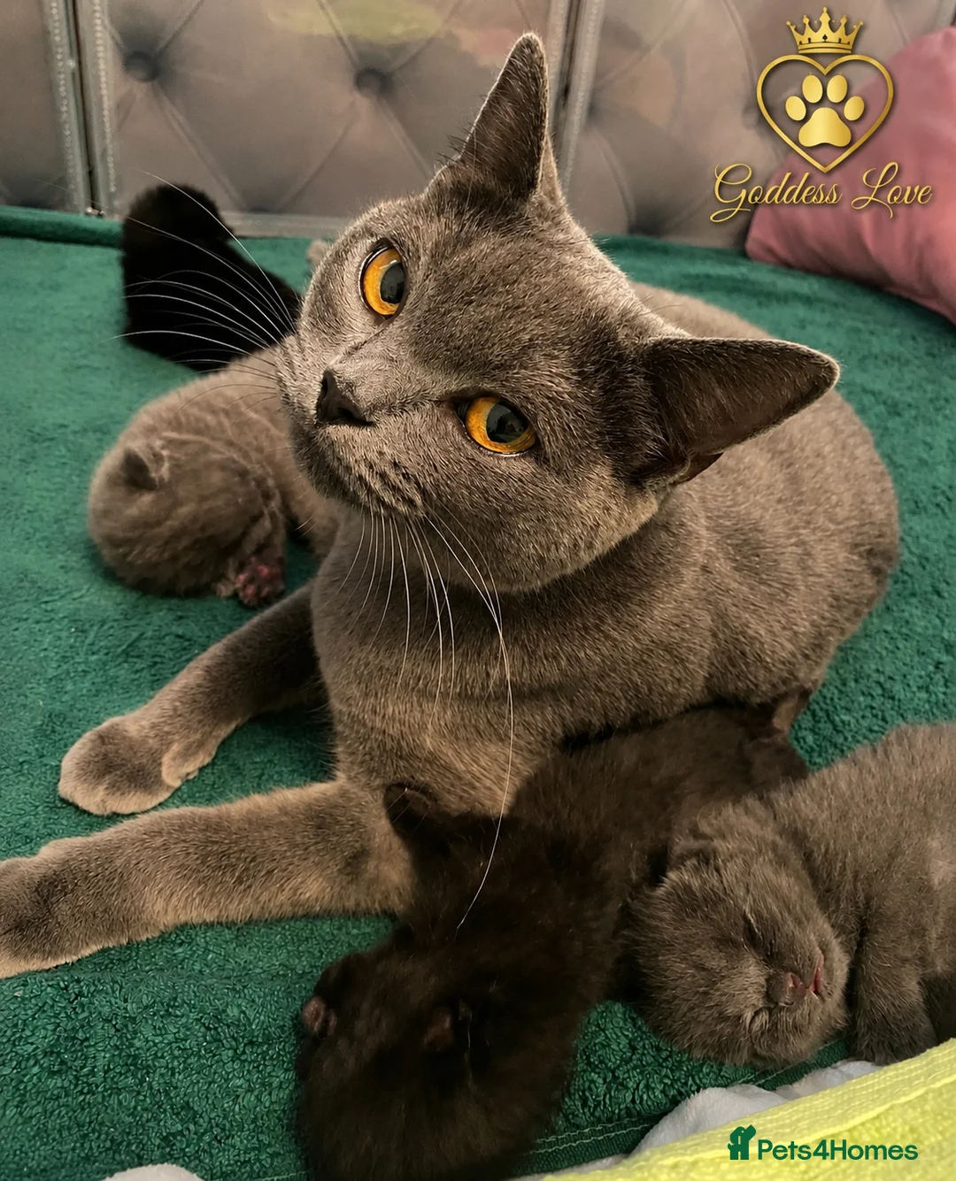 British Shorthair cats for sale: Amazing Pedigree British Shorthair Kittens  - Advert 1