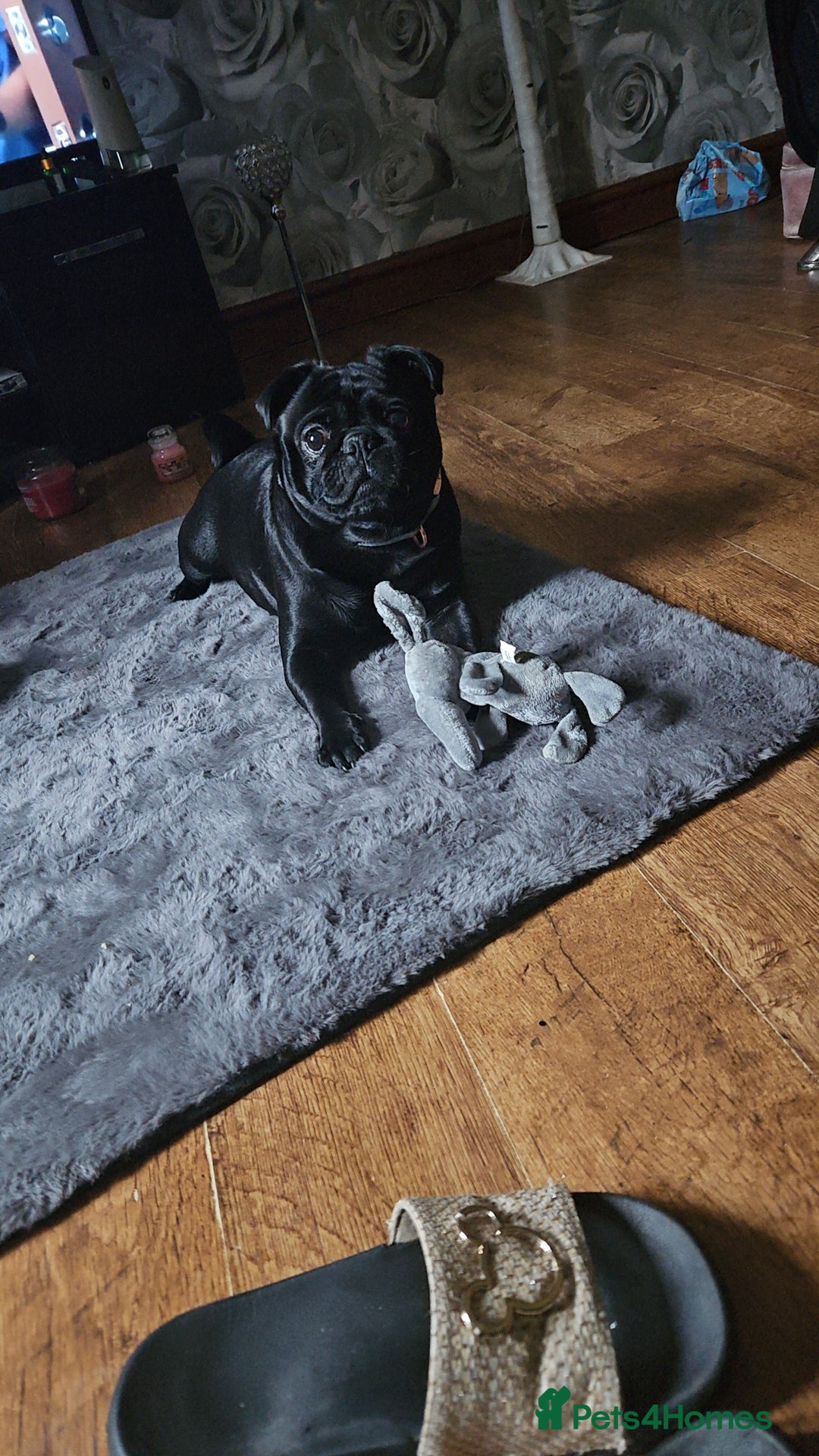 Pug dogs for sale: Loving, Cuddly Pug  - Image 15