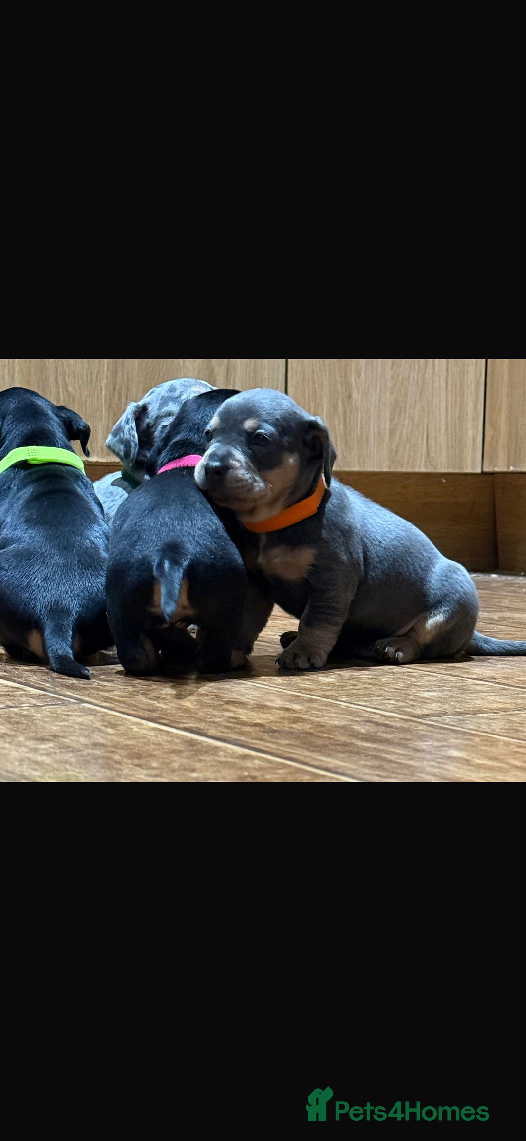 Mixed Breed dogs for sale: 🐾 Beautiful French Bull Weiners 🐾  - Advert 21