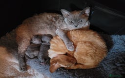 Devon Rex cats for sale: Beautiful GCCF Devon Rex kittens - Image 22