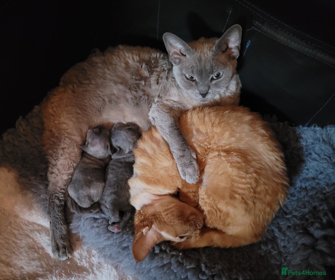 Devon Rex cats for sale: Beautiful GCCF Devon Rex kittens - Image 22
