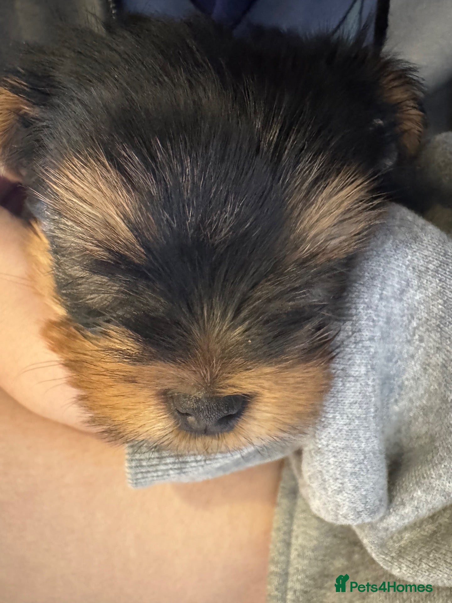 Yorkshire Terrier dogs  Yorkshire Terrier Boy🐶Dad Champion bloodline  - Advert 6