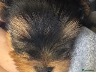Yorkshire Terrier dogs Yorkshire Terrier Boy🐶Dad Champion bloodline - Advert 6