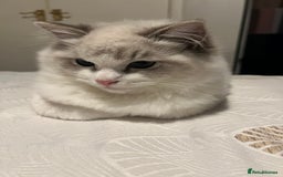 Ragdoll cats for sale: Handsome male Bi coloured  - Image 3