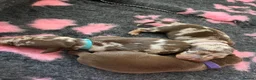 Miniature Dachshund dogs for sale: 2 female mini dachshunds  - Advert 16