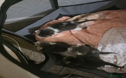 Mixed Breed cats for sale: Beutifull kittens  - Image 11