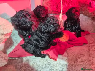 Cockapoo dogs Adorable F1bb Cockapoo Puppies for Sale - Advert 1