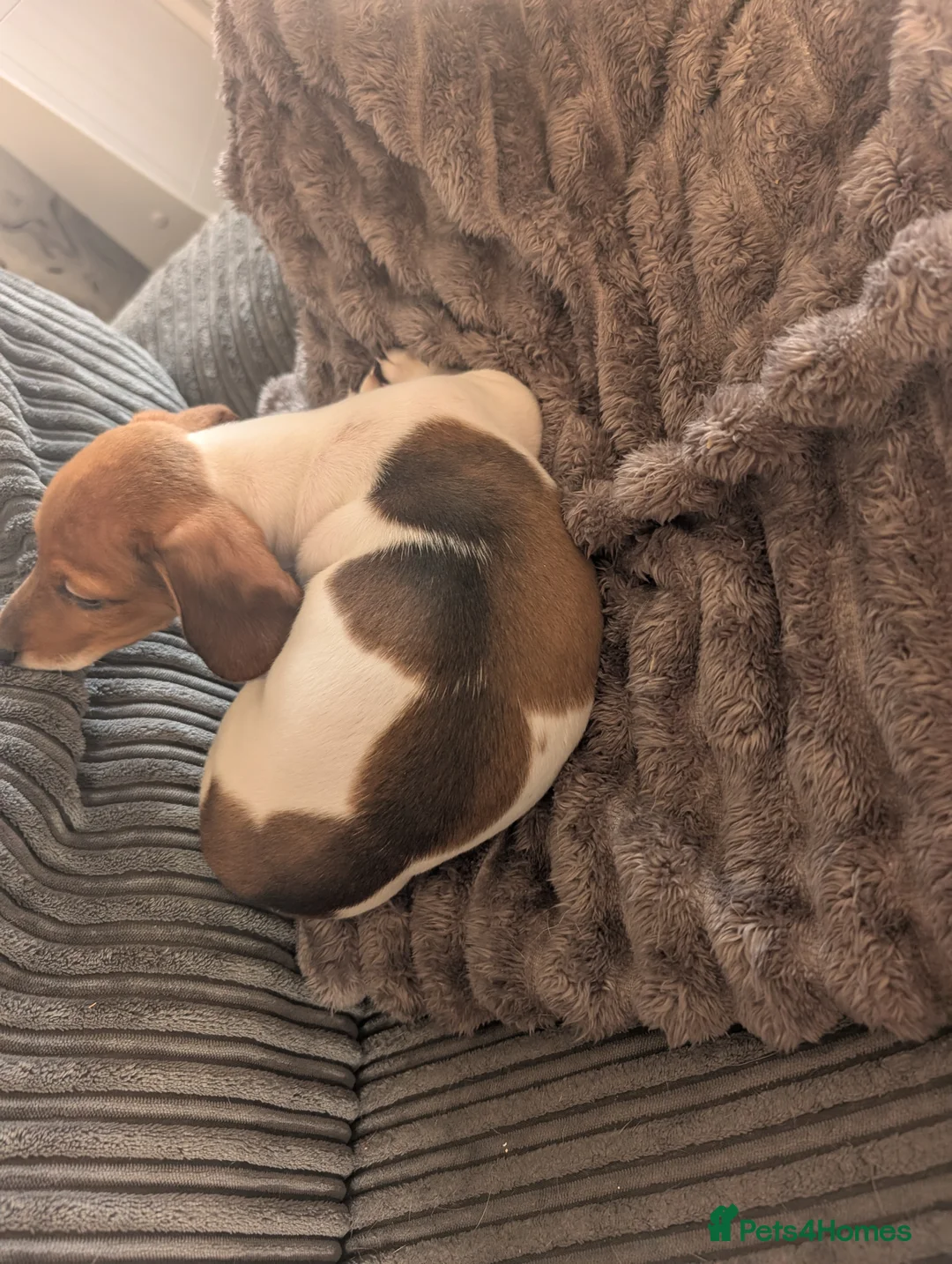 Dachshund dogs for sale: 5 Beautiful Dachshund puppies available  - Advert 9