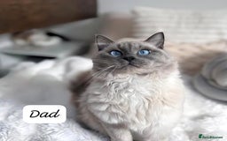 Ragdoll cats for sale: RAGDOLL X BSH KITTENS 2 BOYS LEFT - Image 10